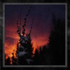 Nocturnal Womb